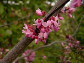 cercis forest pansy