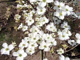 Cornouiller à fleur - CORNUS florida 'Daybreak' - Arbuste