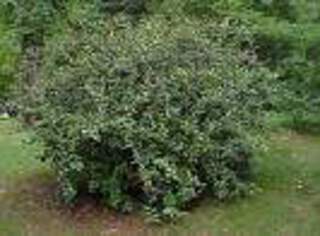 ELEAGNUS angustifolia