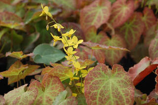 Epimedium perralchicum 'Frohnleihten'