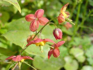 Epimedium warleyense 'Orange Dream' RE