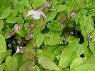 Epimedium yougianum 'Roseum' RE