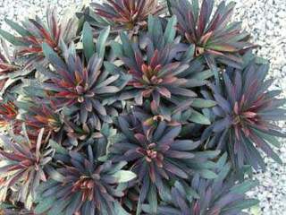 Euphorbe Black Bird