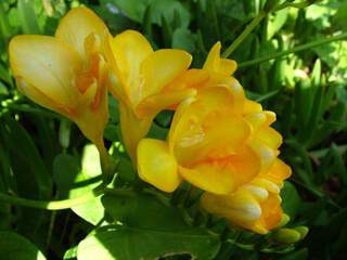 freesia jaune