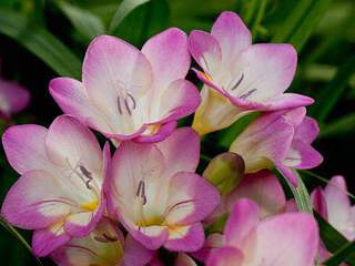 freesia rose