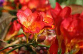 FREESIA rouge.jpg