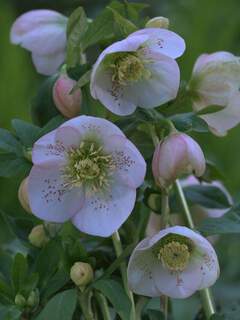 Helleborus Spotted Hybrids