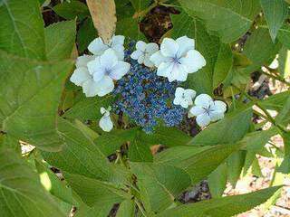 Hortensia à fleur plate - HYDRANGEA serrata 'Blue bird' - Arbuste