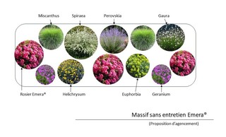  - Kit de massif : Emera® - 12 plants - Massifs