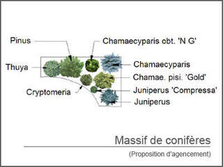  - Kit de massif : Conifères ornementaux - 8 plants - Massifs