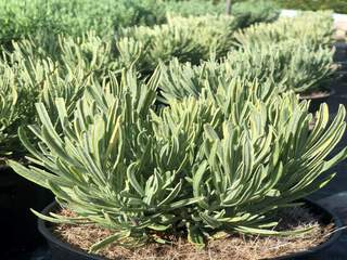 Lavande vraie - LAVANDULA angustifolia 'Platinum Blonde' - Arbuste