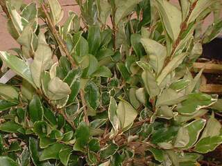 LIGUSTRUM texanum 'Erecta variegata'