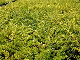 Chévrefeuille - LONICERA nitida 'Maigrum' - Arbuste