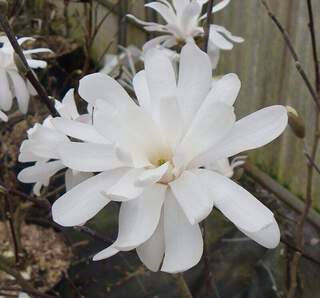 Magnolia étoilé - MAGNOLIA stellata 'Royal star' - Petit arbre