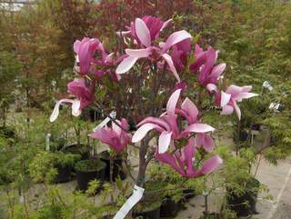 MAGNOLIA 'Liliiflora nigra'