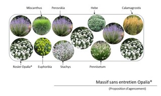  - Kit de massif : Opalia® - 12 plants - Massifs