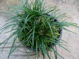Herbes aux turquoises - OPHIOPOGON minor - Graminées