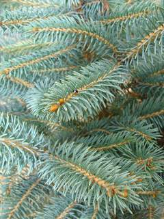 PICEA pungens 'Glauca' ATfeuille