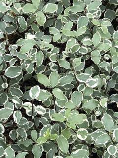 Pittospore à petites feuilles - PITTOSPORUM tenuifolium 'Argyrophyllum' - Arbuste