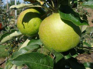 Pommier 'Granny Smith' at