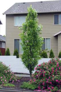 Quercus robur Regal Prince