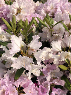 Rhododendron - Arbre à roses - RHODODENDRON yakushimanum 'Caroline Allbrook' - Terre de bruyère