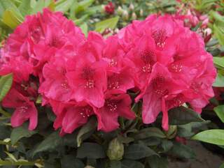 Rhododendron - Arbre à roses - RHODODENDRON hybride 'Lord Roberts' - Terre de bruyère