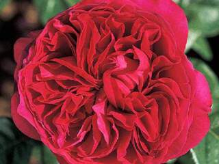 ROSIER 'Alain Souchon' int grande fleur