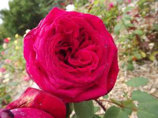 Rosier 'Botero' at