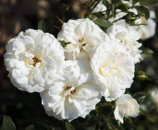 Rosier 'Carte Blanche'