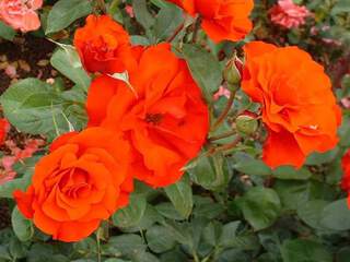 Rosier 'Chorus'
