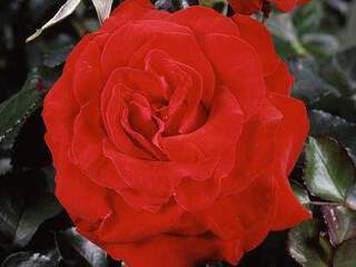 ROSIER 'Courage' int grande fleur