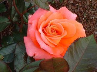 Rosier 'Daniel Gelin'