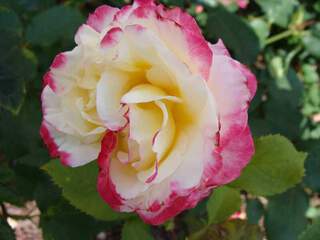 Rosier 'Double Delight'' buisson grande fleurs