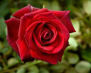 Rosier 'Edith Piaf'