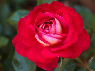 ROSIER 'Gipsy' int à fleur groupée 