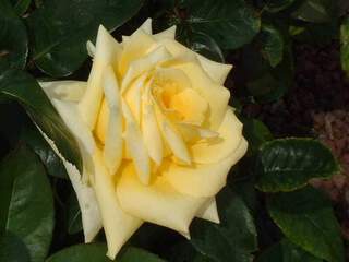 Rosier à grandes fleurs - ROSIER grande fleur 'Landora'® - Rosier