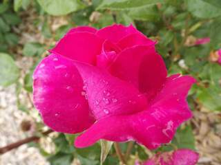 ROSIER 'Manou  Meilland' at