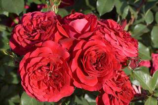 Rosier 'Mona Lisa'
