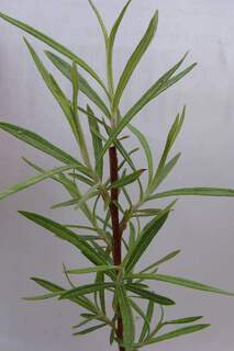 SALIX rosmarinifolia 200 x 300