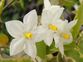 Solanum - SOLANUM jasminoides Blanc - Plante grimpante