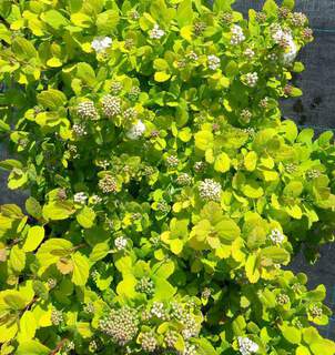 Spirée à feuille de bouleau - SPIRAEA betulifolia 'Tor Gold' - Arbuste
