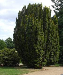 If - TAXUS baccata - Conifère