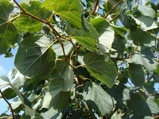 Tilleul à petites feuilles - TILIA cordata - Arbre