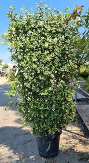 Trachelospermum jasminoides (3)