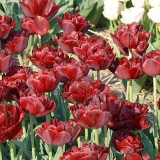 TULIPE 'Oncle Tom' int