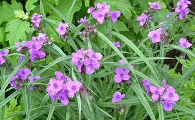 Tradescantia 'Concord Grape'