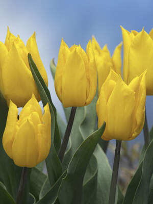 TULIPE 'Yokohama' int