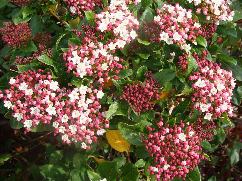 Viburnum tinus 'Guenliane' at