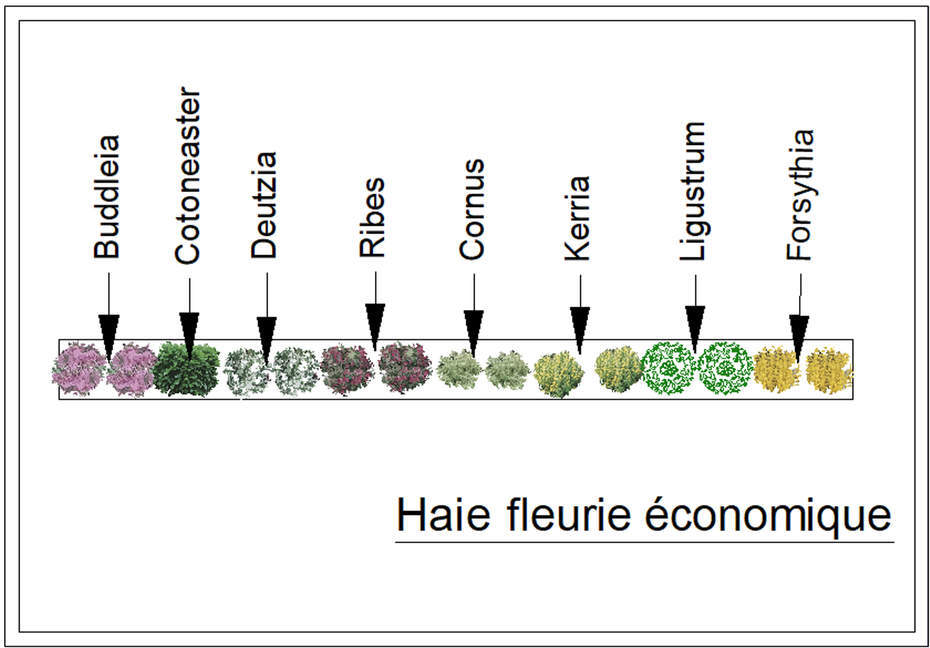  - Kit de haie : Haie économique - 15 plants - Kit haie